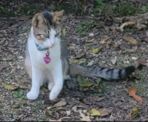 Lost Female Cat last seen Medleys neck rd, St. Mary's County, MD 20650