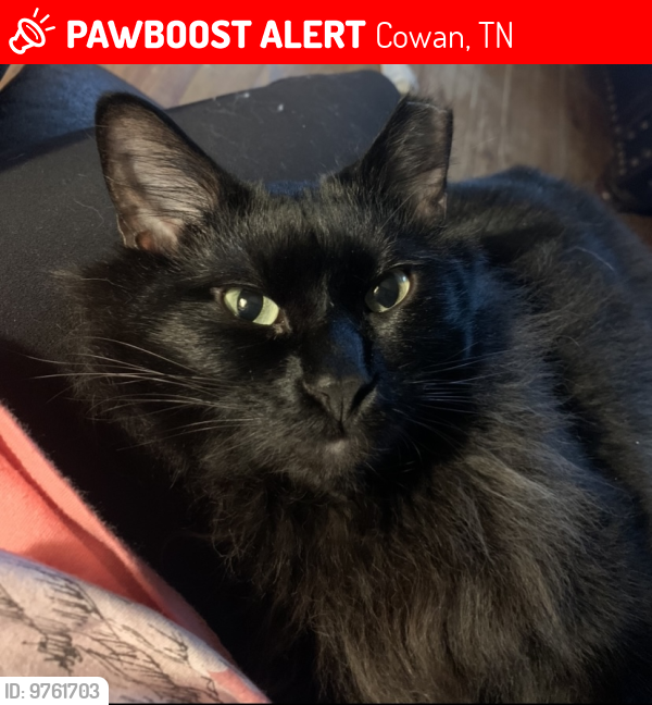 Lost Male Cat last seen Near Cowan train station , Cowan, TN 37318