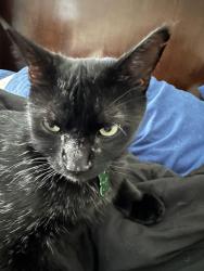 Lost Male Cat last seen Beals Cir and Panhandle Cv, San Antonio, TX 78253