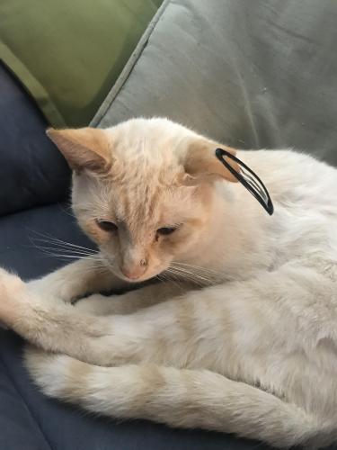 Lost Male Cat last seen South Trace Road & Thoroughbred Drive or South Trace Road & American Farms Road, Milton, FL 32583