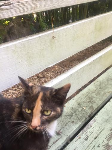 Lost Female Cat last seen Harold Avenue near Harriet, Atlanta, GA 30307