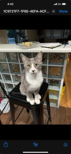 Lost Female Cat last seen Bell and touhy, Chicago, IL 60645