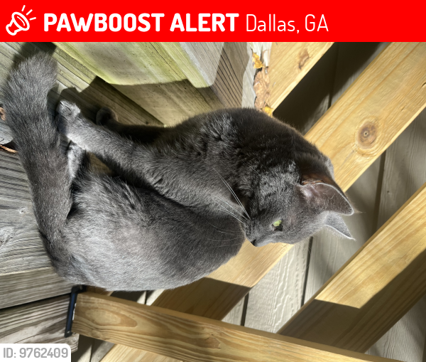 Lost Male Cat last seen Pine Shadows Drive, Dallas, GA 30157