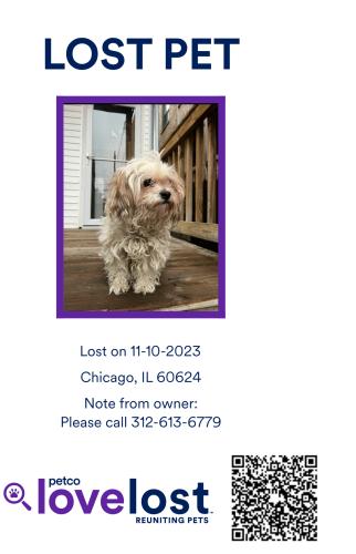 Lost Female Dog last seen Adams and Central Park, Chicago, IL 60624