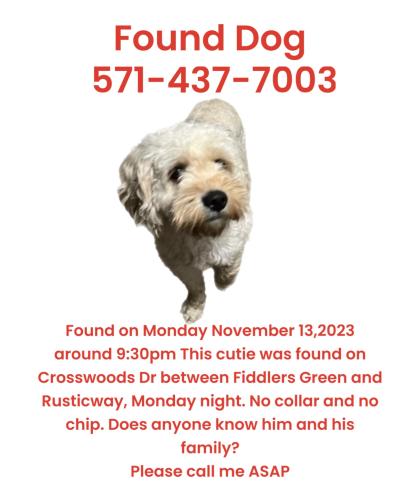 Found/Stray Male Dog last seen Crosswords Drive and Fiddlers Green/ lake Barcroft / sleepy Hollow / Falls church Virginia , Falls Church, VA 22042