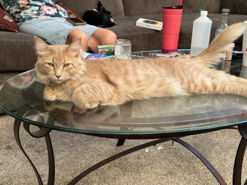 Lost Male Cat last seen Cold springs drive and derby hill dr. , Arlington, TX 76017