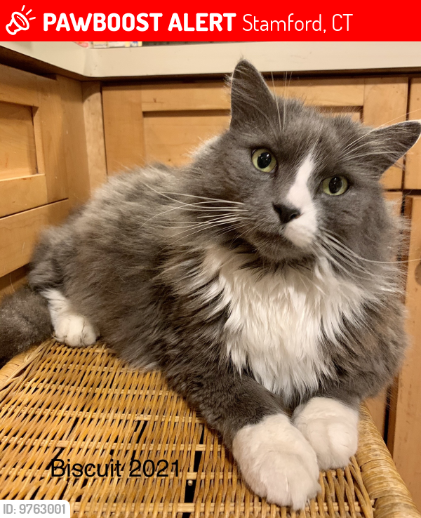 Lost Male Cat last seen Home court / Webb Ave , Stamford, CT 06902