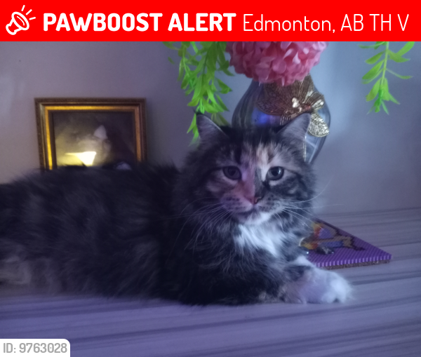 Lost Female Cat last seen Royal Alex hosp, Edmonton, AB T5H 2V8