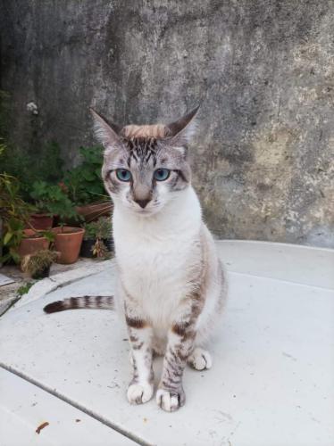 Lost Male Cat last seen Escola Municipal Paranavaí , Xaxim, PR 81830-020