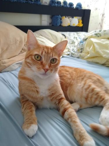 Lost Male Cat last seen Near the 8 freeway between the lakemurray blv. and College exit, San Diego, CA 92120