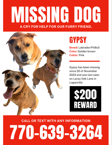 Lost Female Dog last seen Lacey oak lane Loganville , Gwinnett County, GA 30052