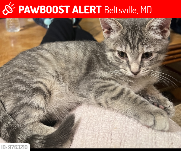Lost Female Cat last seen  Naples Ave beltsville MD, Beltsville, MD 20705
