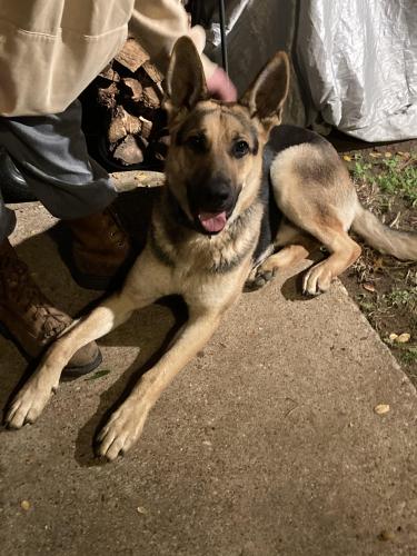 Found/Stray Male Dog last seen Center Street bridge, Arlington, TX 76018