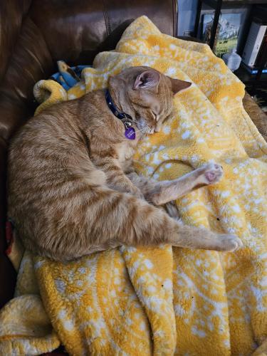 Lost Male Cat last seen Hinsdale Road and Miramar, South Euclid, OH 44121