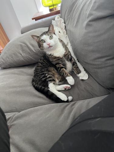 Lost Male Cat last seen Armitage Newland, Chicago, IL 60707