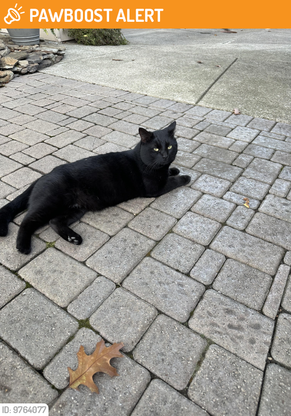 Found/Stray Male Cat last seen Primrose and Andrews, Mentor-on-the-Lake, OH 44060