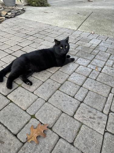Found/Stray Male Cat last seen Primrose and Andrews, Mentor-on-the-Lake, OH 44060
