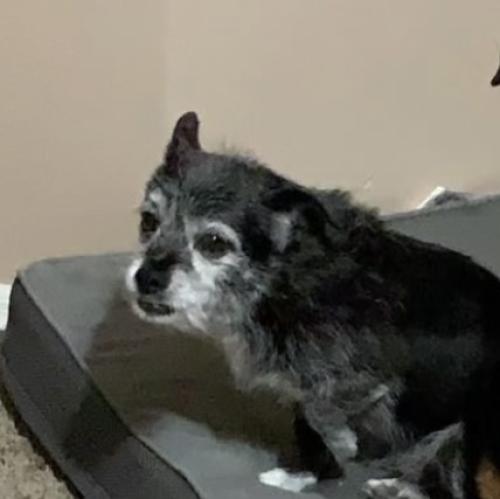 Lost Male Dog last seen 39th ave and pollack, Phoenix, AZ 85041