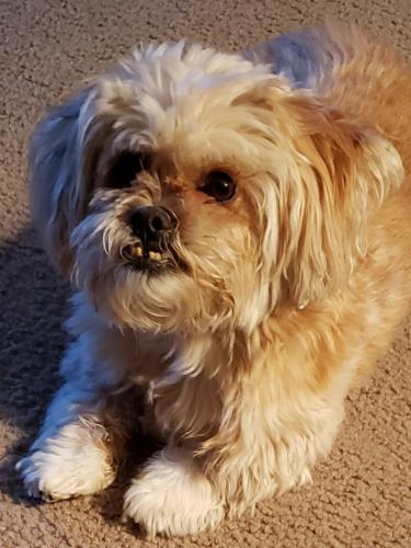 Lost Male Dog last seen Corner of Candelaria Street Northeast & Tennessee Street Northeast near Sandia High School  REWARD ! PLEASE HELP RETURN OUR FAMILY MEMBER ! NOTE: Rufus is not fond of children or other dogs!  , Albuquerque, NM 87110