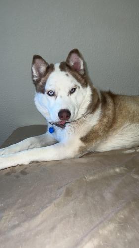 Lost Female Dog last seen Montgomery & Wyoming , Albuquerque, NM 87111