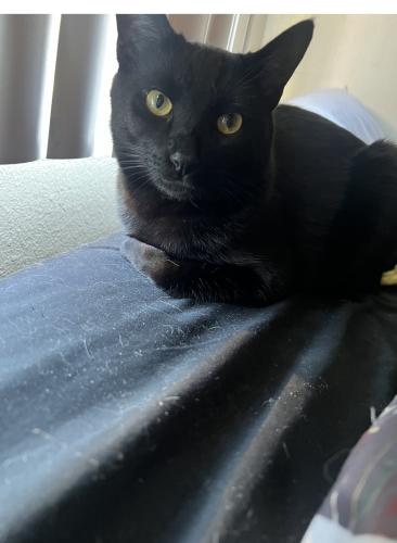 Lost Male Cat last seen Defined Fitness on Juan Tabo, Albuquerque, NM 87111
