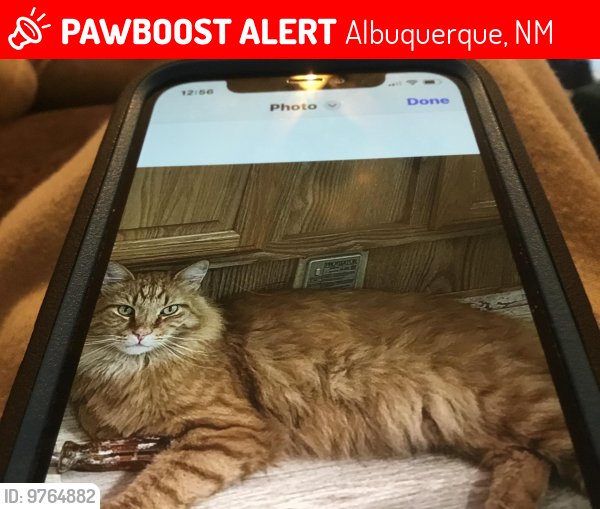 Lost Male Cat last seen San Francisco and Holbrook, Albuquerque, NM 87122