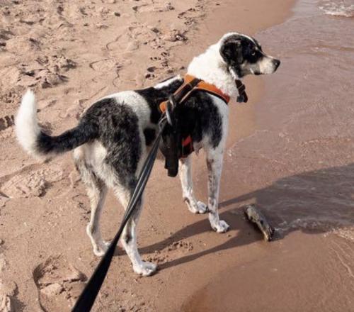 Lost Female Dog last seen W Merced St & N Diego W in The Trails , Maricopa, AZ 85138