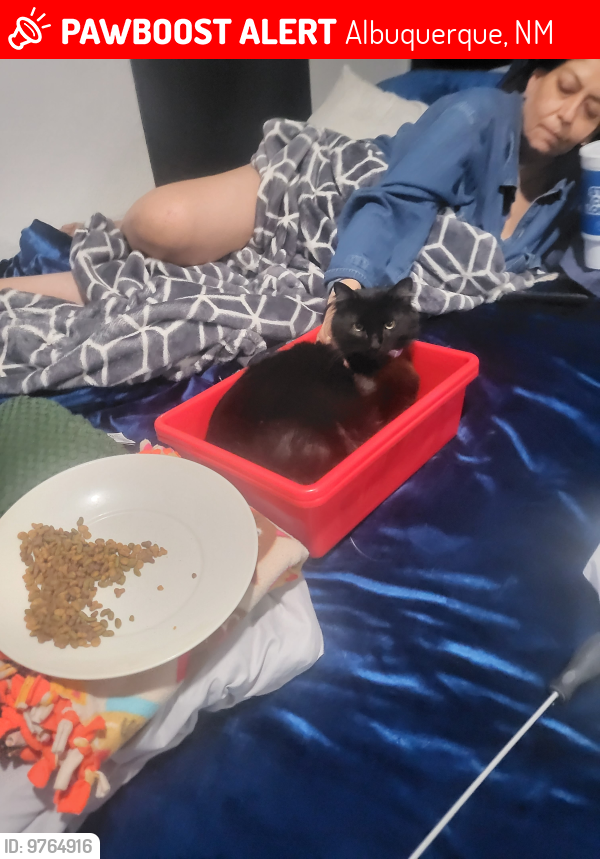 Lost Male Cat last seen Shooting star and Canis , Albuquerque, NM 87114