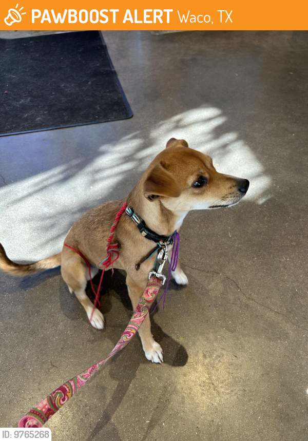 Waco TX Stray Female Dog Found Near Near N 25th St. Waco TX Poco