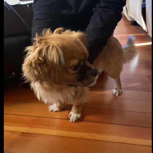 Found/Stray Male Dog last seen Dekalb and Brown streets, Norristown, PA 19401