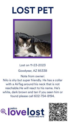 Lost Male Cat last seen The fairway , Goodyear, AZ 85338
