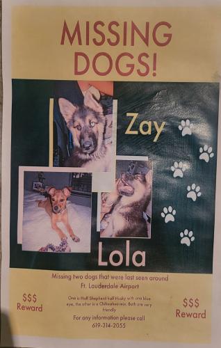 Lost Female Dog last seen Ft. Lauderdale airport area, Fort Lauderdale, FL 33315