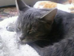 Lost Female Cat last seen Near Pumpkin Hollow Rd , Houtzdale, PA 16651