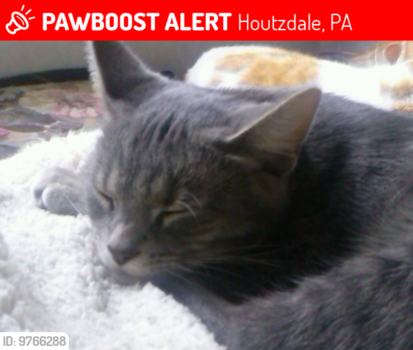 Lost Female Cat last seen Near Pumpkin Hollow Rd , Houtzdale, PA 16651
