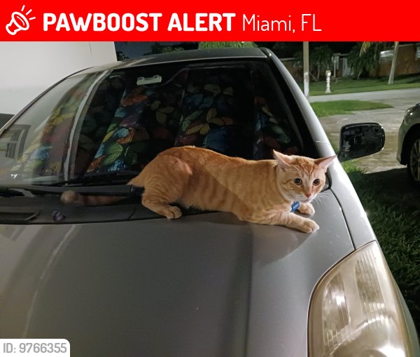 Lost Male Cat last seen West Perrine, Cutler Bay, Miami, FL 33157