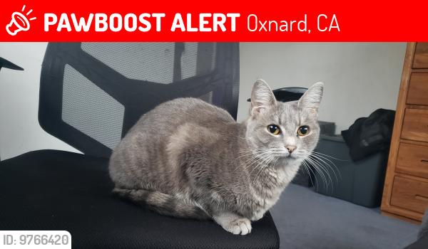 Lost Female Cat last seen By Rose Shopping Center, Oxnard, CA 93036
