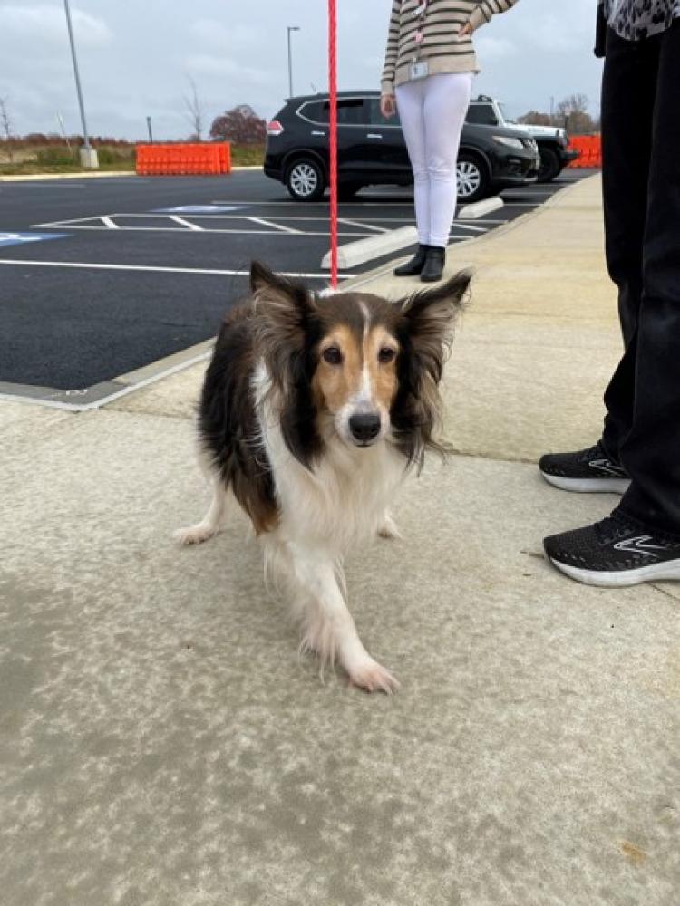 Shelter Stray Female Dog last seen Alexandria, VA, 22303, Farmington Drive, Fairfax County, VA, Fairfax, VA 22032