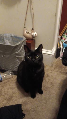 Lost Male Cat last seen Fiddler Drive/New Oxford Social Center, New Oxford, PA 17350