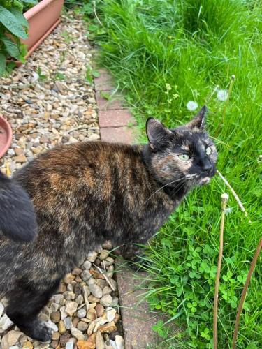 Lost Female Cat last seen PE4 5AF, Peterborough, England PE4 5AF