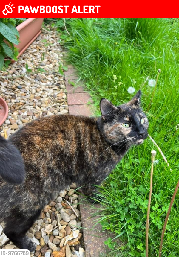 Lost Female Cat last seen PE4 5AF, Peterborough, England PE4 5AF