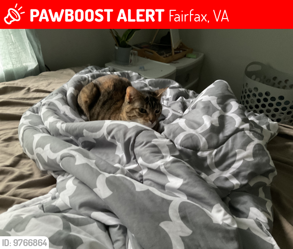 Lost Female Cat last seen Near Kathryn Jean Ct Fairfax, VA  22033 United States, Fairfax, VA 22033