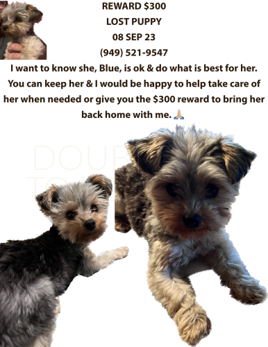 Lost Female Dog last seen Near S State Rd 7, Davie, FL 33317, Davie, FL 33317