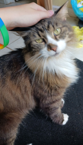 Lost Male Cat last seen North Ridge Rd E and South Myers, Geneva, OH 44041