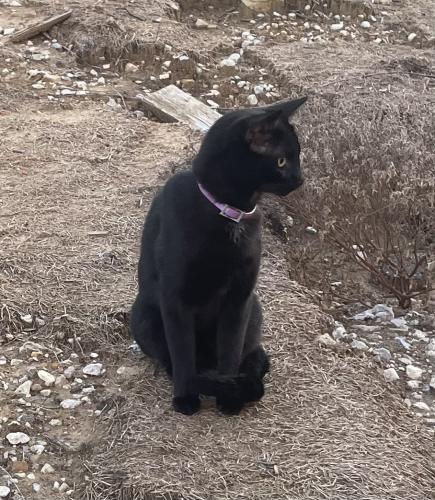 Found/Stray Female Cat last seen jefferson north collins apmts , Arlington, TX 76011