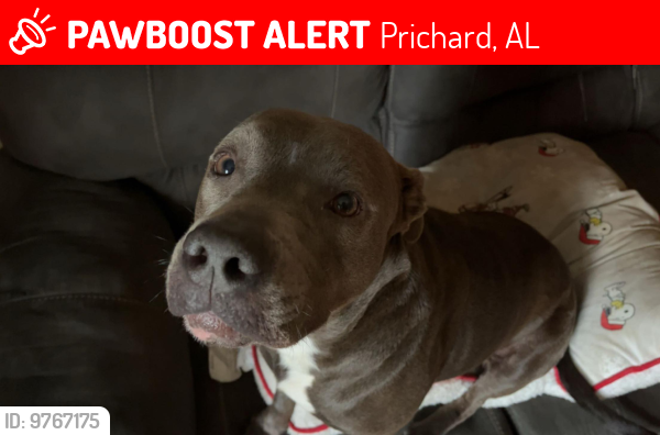Lost Female Dog last seen Old Citronelle Hwy Eight Mile, AL 36613, Prichard, AL 36613