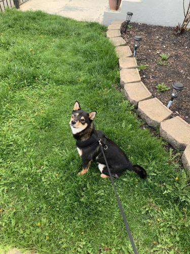 Lost Female Dog last seen Palmer and Lorel Ave , Chicago, IL 60639