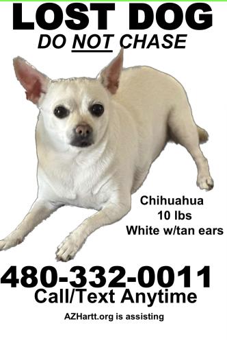 Lost Female Dog last seen Shea and Tatum , Phoenix, AZ 85028