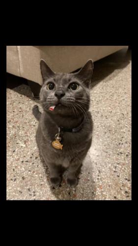 Lost Female Cat last seen Mary Anne drive and Bay crest road, Southport, FL 32409