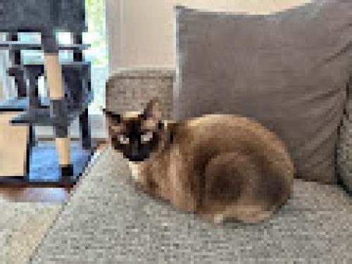 Lost Female Cat last seen Mary Street between shipping and day, Miami, FL 33133