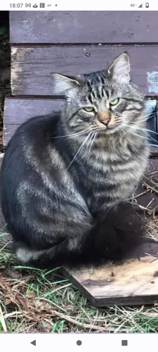 Lost Male Cat last seen Silkin way Newton Aycliffe , County Durham, England DL5 4HE